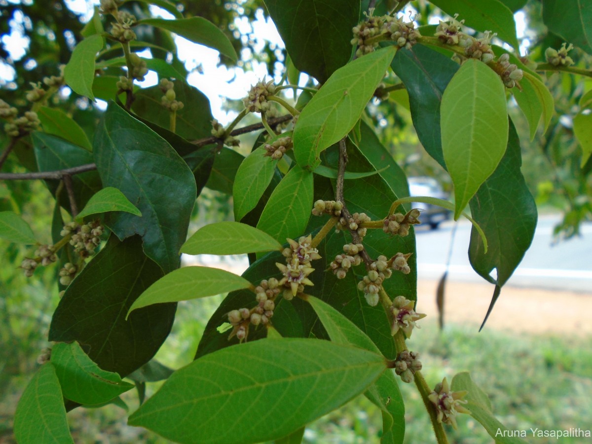 Cleistanthus pallidus (Thwaites) Müll.Arg.